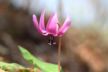 Dogtooth violet veya Katakuri (Erythronium japonicum) Japonya'da