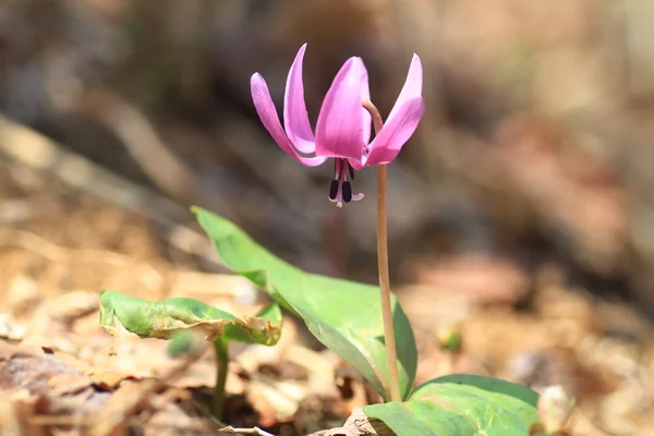 一种赤莲紫或katakuri Erythronium 日本 在日本 图库照片 C Feather0510