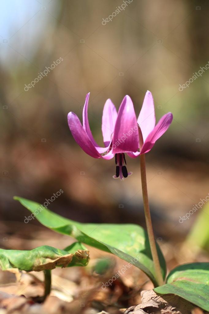 一种赤莲紫或katakuri Erythronium 日本 在日本 图库照片 C Feather0510