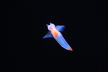 Çıplak denize kelebek veya deniz melek (genel clione) hokkaido, Japonya