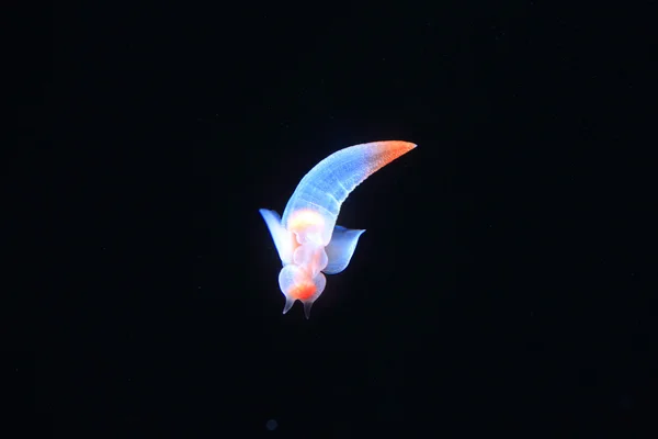 Naked Sea Butterfly or Sea Angel ( Common Clione) in Hokkaido,Japan — Stock Photo, Image