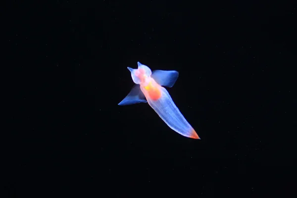 Naked Sea Butterfly or Sea Angel ( Common Clione) in Hokkaido,Japan — Stock Photo, Image