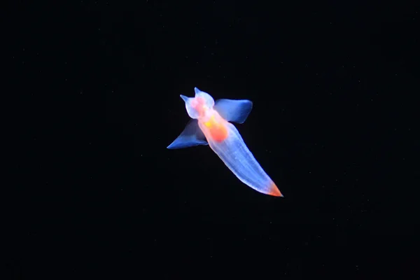 Çıplak denize kelebek veya deniz melek (genel clione) hokkaido, Japonya