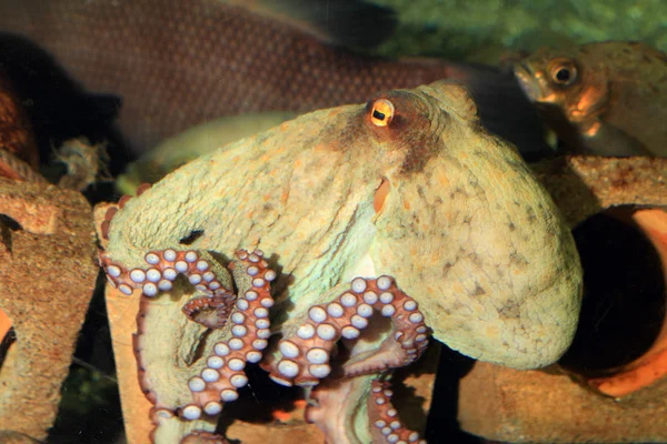 Polvo-comum (Octopus vulgaris) no Japão — Fotografia de Stock