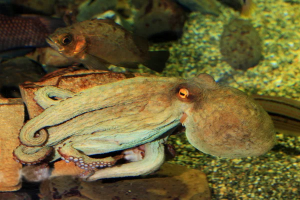 Chobotnice pobřežní (Octopus vulgaris) v Japonsku — Stock fotografie