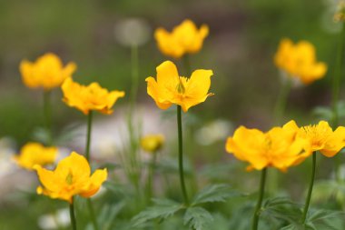 Japonya'da Potentilla matsumurae