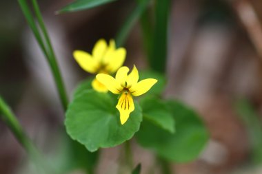 Viola biflora ssp alpicola, Japonya