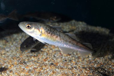 Ocellated buz balık (Chionodraco rastrospinosus)