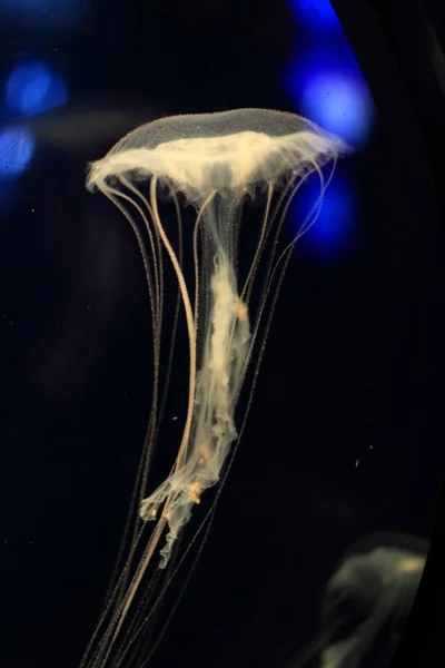 Meduse di ortica atlantica (Chrysaora quinquecirrha) che nuotano su uno sfondo nero — Foto Stock