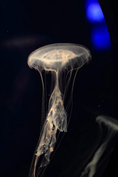 Atlantische zee nettle kwallen (Chrysaora quinquecirrha) Zwemmen op een zwarte achtergrond — Stockfoto