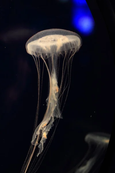 Atlantische zee nettle kwallen (Chrysaora quinquecirrha) Zwemmen op een zwarte achtergrond — Stockfoto