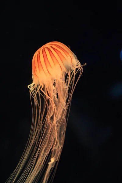 Ortica giapponese (Chrysaora pacifica) in Giappone — Foto Stock