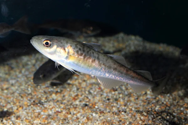 Perłowa lodu ryb (Chionodraco rastrospinosus) — Zdjęcie stockowe