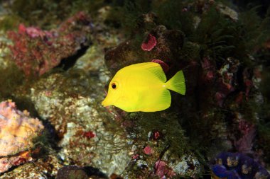 Sarı cerrah balık (Zebrasoma flavescens) Japonya'da