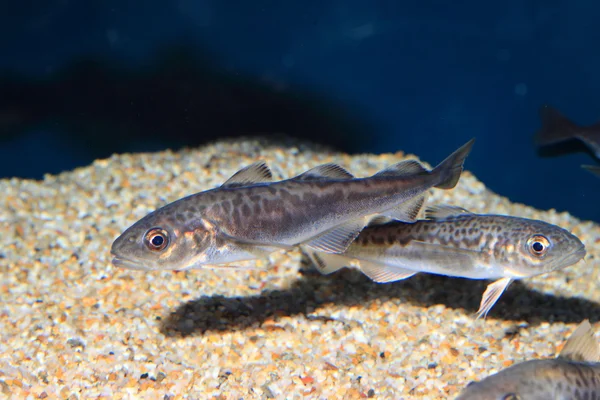 Peixes de Gelo Ocelados (Chionodraco rastrospinosus ) — Fotografia de Stock