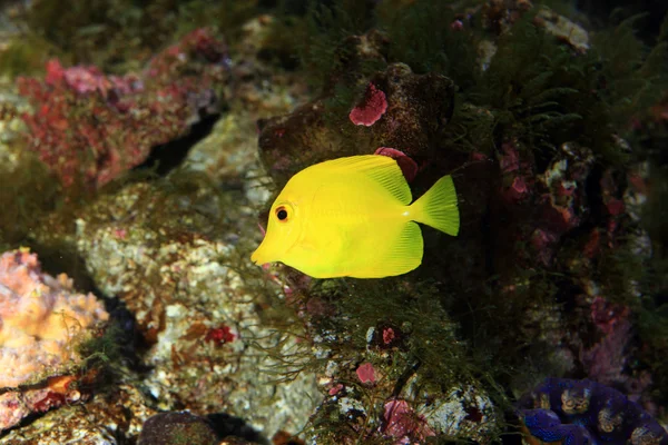 Yellow surgeon fish (Zebrasoma flavescens) in Japan — Stock Photo, Image