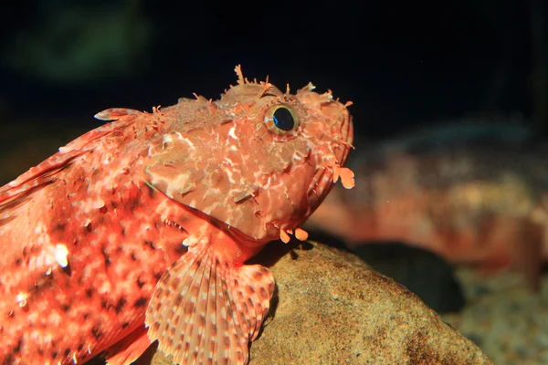 日本で毛深い壁面 (Scorpaenopsis cirrosa) — ストック写真