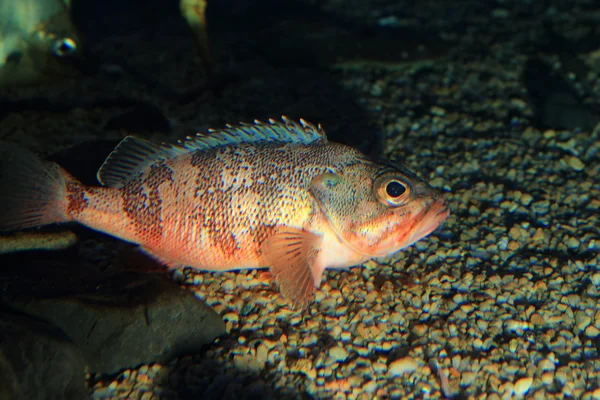 Goldeye havskatt (Sebastes thompsoni) i Japan — Stockfoto