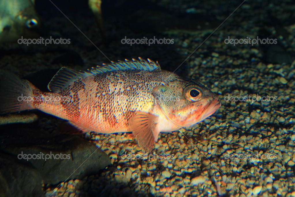 Goldeye rockfish (Sebastes thompsoni) in Japan — Stock Photo