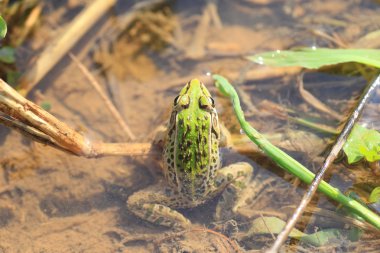Siyah benekli gölet kurbağa ya da koyu lekeli Kurbağa (Rana nigromaculata) Japonya'da