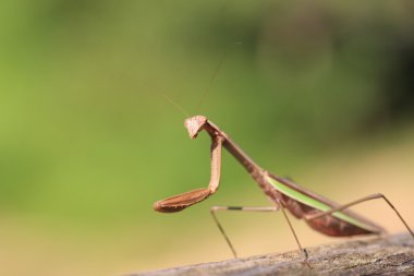 Japonya'da büyük Mantis (Tenodera aridifolia)