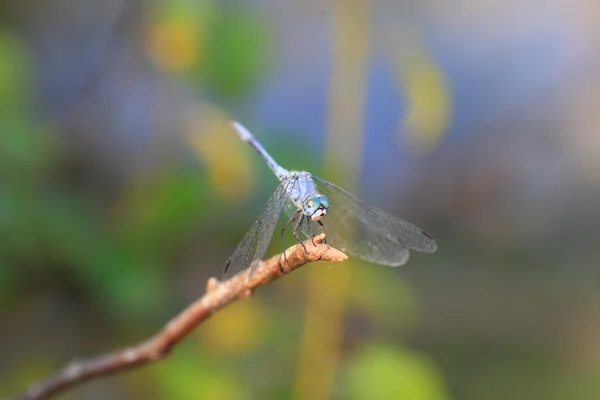 Sympetrum 在轻盈蜻蜓在日本 — 图库照片