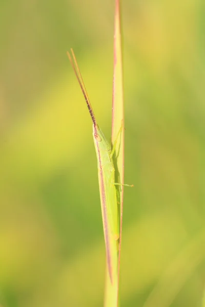 Gonista gafanhoto bicolor no Japão — Fotografia de Stock