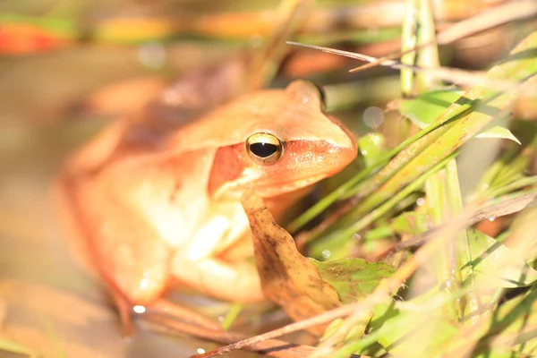 Японський Браун жаба (Rana Айва японська) в Японії — стокове фото