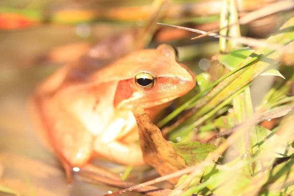 Japanischer Brauner Frosch (rana japonica) in Japan — Stockfoto