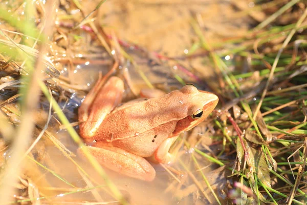 Japanese Brown Frog (Rana japonica) в Японии — стоковое фото