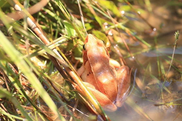 Japanese Brown Frog (Rana japonica) в Японии — стоковое фото