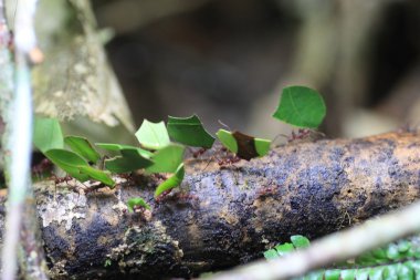 yaprak kesici karıncaların kolonilerine beslemek için gıda toplama.