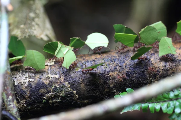 Leaf cutter ants gathering food to feed their colony. — Stock Photo, Image