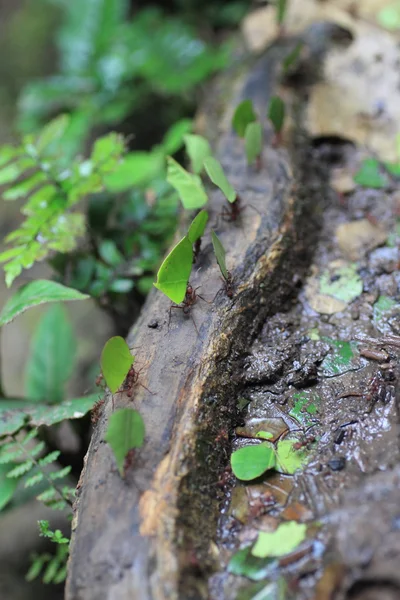List fréza mravenci sběru potravy nakrmit své kolonie. — Stock fotografie