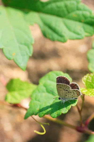 A borboleta do Cupido Negro (Tongeia fischeri) no Japão — Fotografia de Stock