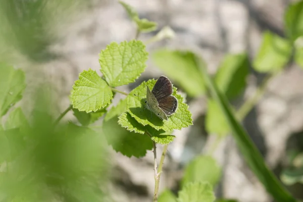 Der schwarze Amor-Schmetterling (tongeia fischeri) in Japan — Stockfoto