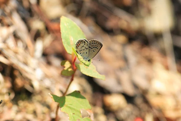 A borboleta do Cupido Negro (Tongeia fischeri) no Japão — Fotografia de Stock