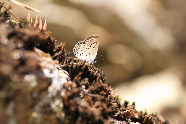 Amor czarny motyl (Tongeia fischeri) w Japonii — Zdjęcie stockowe