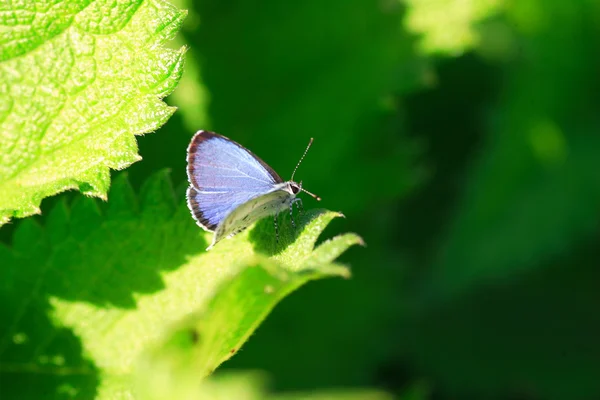 Na wspólnej żywopłot niebieskiego motyla (Celastrina Puspę Tiwari) w Japonii — Zdjęcie stockowe
