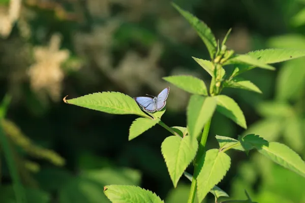 Společné plot modrý motýl (Celastrina Lukas) v Japonsku — Stock fotografie
