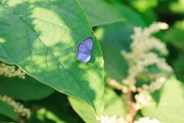 A borboleta azul de sebe comum (Celastrina puspa) no Japão — Fotografia de Stock