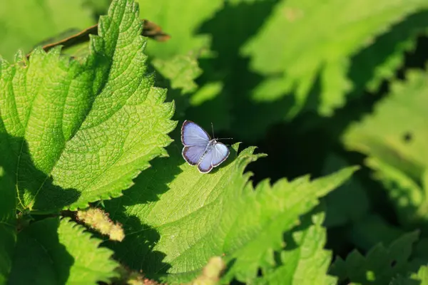 The Common Hedge Blue butterfly (Celastrina puspa) in Japan — Stock Photo, Image