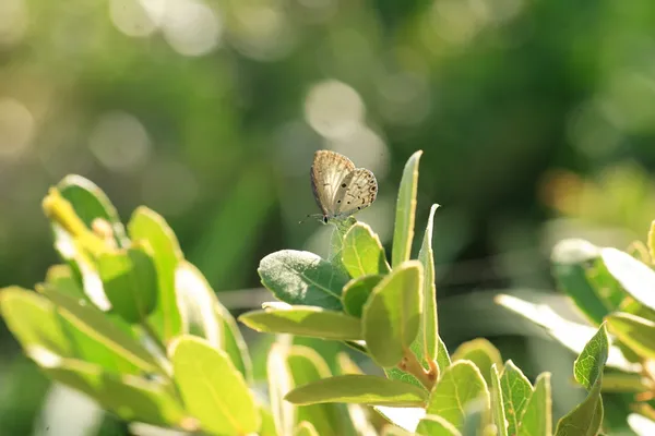 Na wspólnej żywopłot niebieskiego motyla (Celastrina Puspę Tiwari) w Japonii — Zdjęcie stockowe