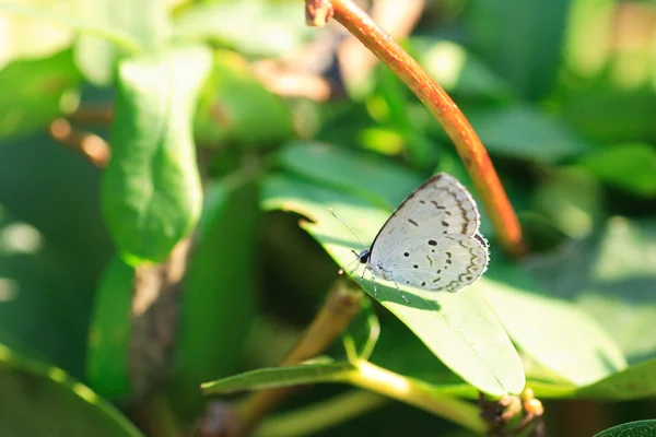 Společné plot modrý motýl (Celastrina Lukas) v Japonsku — Stock fotografie