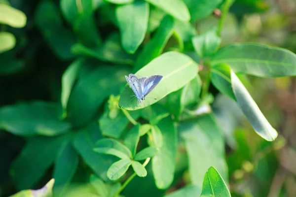La farfalla blu siepe comune (Celastrina puspa) in Giappone — Foto Stock