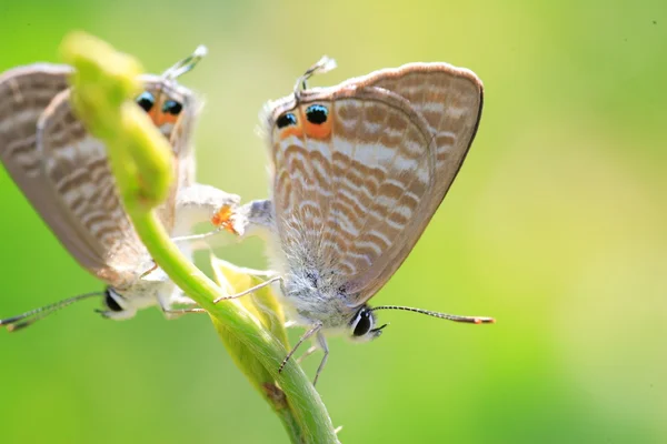 Mariposa azul de cola larga (Lampides boeticus) en Japón — Foto de Stock