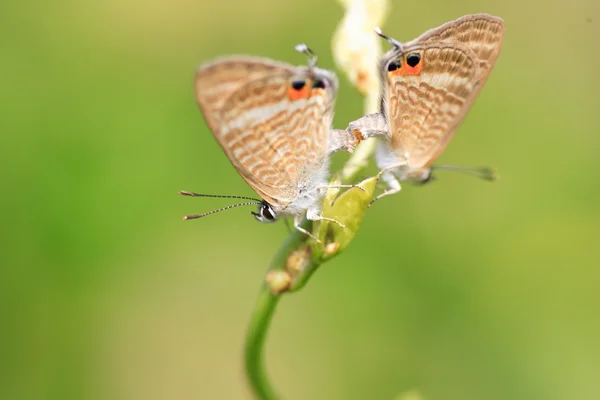 Mariposa azul de cola larga (Lampides boeticus) en Japón — Foto de Stock