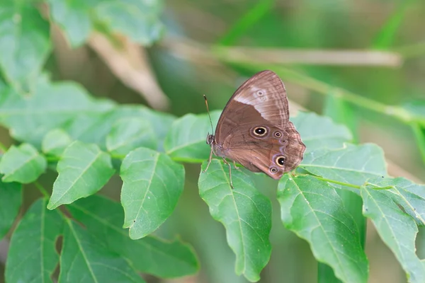 Diana treebrown Léthé diana v Japonsku — Stock fotografie