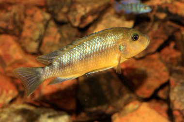 aulonocara sp stuartgranti 