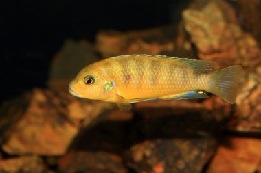 aulonocara sp stuartgranti 